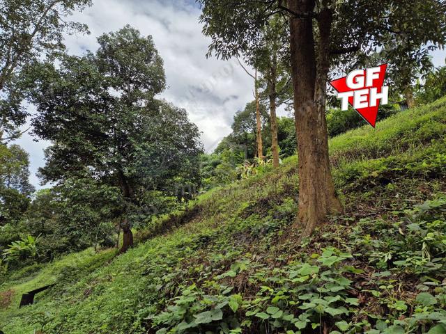 4.7 Acres Old tree durian farm Lenggong Perak 5.7p s f b k 4