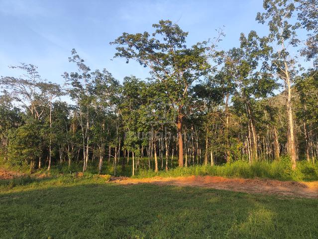 tanah pokok getah 1