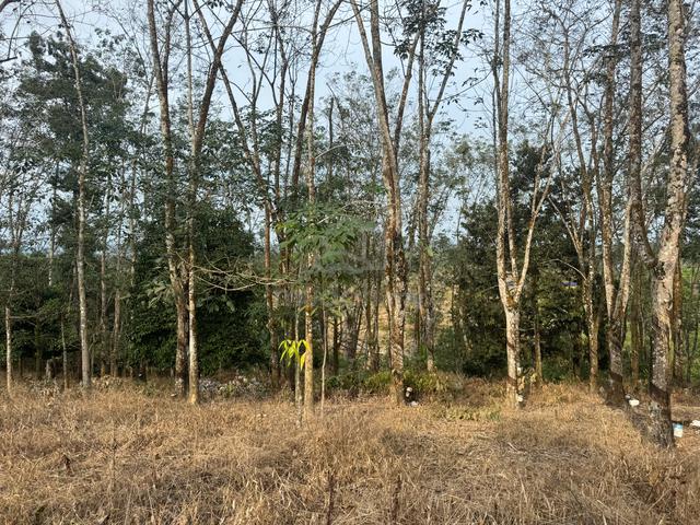 4.09 Acres Rubber Tree (Cinta Manis) near main road for sale 4
