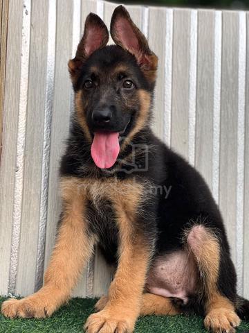 German Shepherd High Quality Female - photo 3 of 6