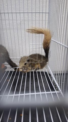 Carousel Image Selected