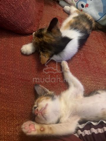 kucing untuk dijaga - photo 2 of 5