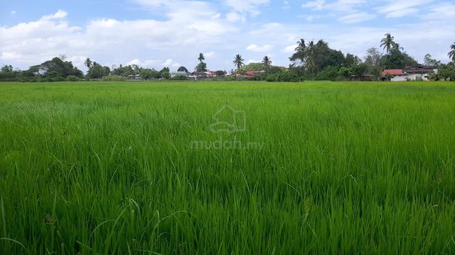 Tanah Sawah di Kodiang, Kubang Pasu, kedah 1
