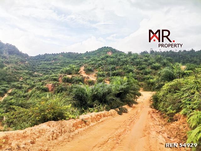 EASY ACCESS Oil Palm Farm Kuala Krai Kelantan FOR SALE 1