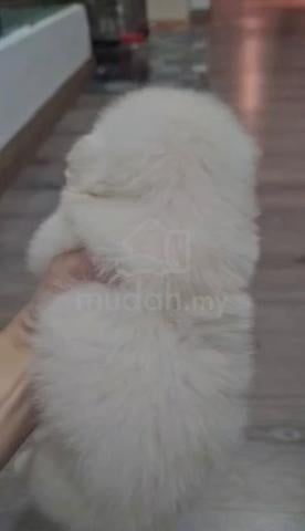 Shih Tzu mix Pomeranian Shihpom Male female - photo 2 of 4