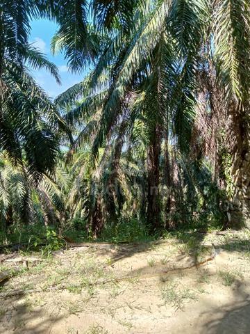 Tanah Sawit Kuala Kangsar | Sungai Petani 1