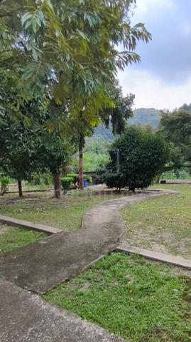 Ladang durian & homestay tras raub 3.55 acre tepi jalan good roi 1