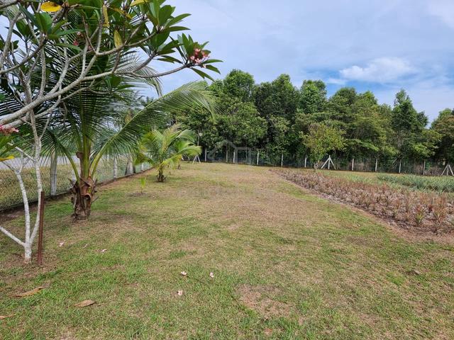 1.25 acres Orchard Farm, Nusa Dusun, Kuala Linggi  4