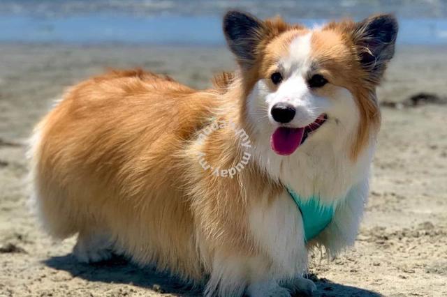 Corgi with long store hair