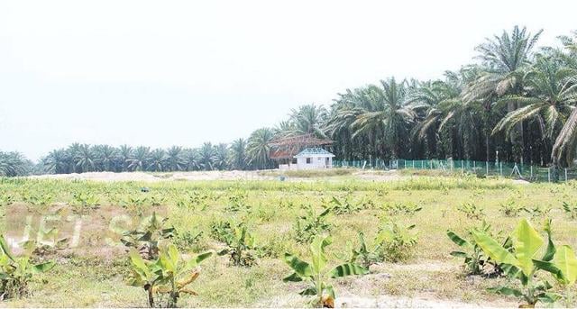 Below Market Price Sungai Blankan Sepang Agriculture Land 1