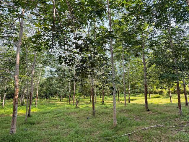 Tanah Kebun Getah Di Mukim Gajah Mati, Pokok Sena, Kedah 1