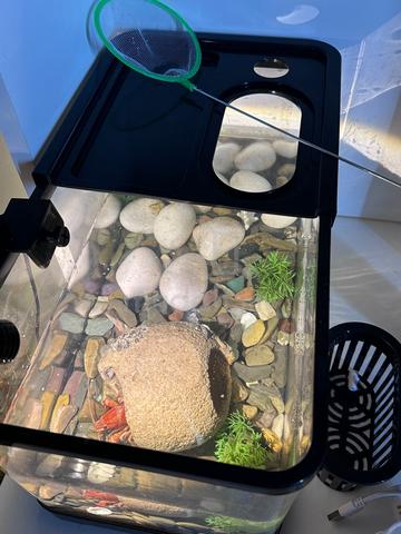Live Red Crayfish + Complete Aquarium Set 🦞 - photo 3 of 5