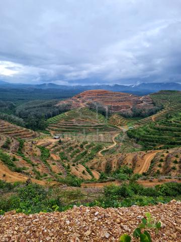 632 acres durian and palm oil land Telemong Karak freehold 1