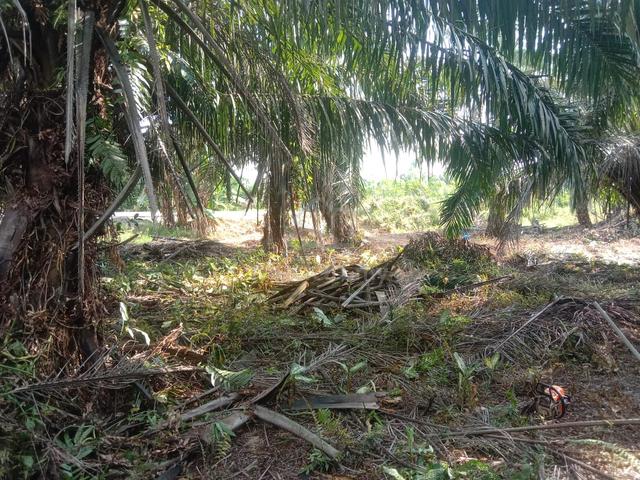 Tanah Parit Jelutong Darat, Ayer Baloi, Pontian, Johor 1