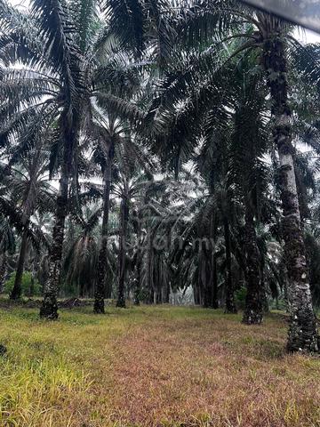 Mencari tanah yang perlu dijaga 1