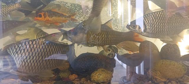 ikan sebarau (+- 11inch) - photo 5 of 6