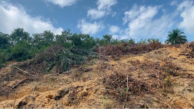 Tanah bukit 3.6 ekar Kg Tanah Merah Pagoh 2