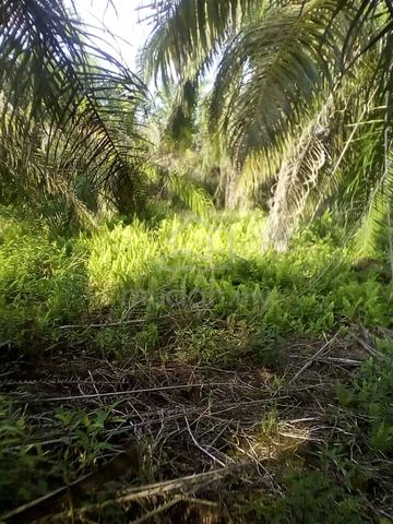 Tanah pertanian untuk dijual 1