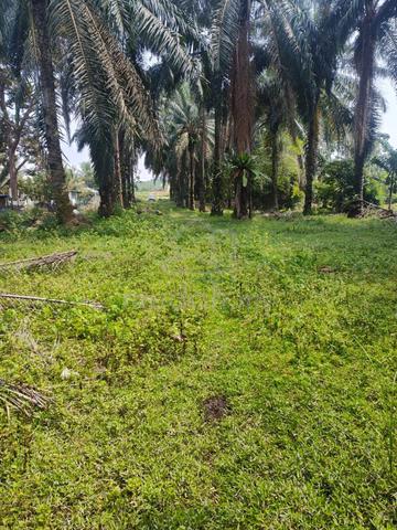 [FREEHOLD] Tebong Alor Gajah Near Main Road Flat Oil Palm Land Melaka 1