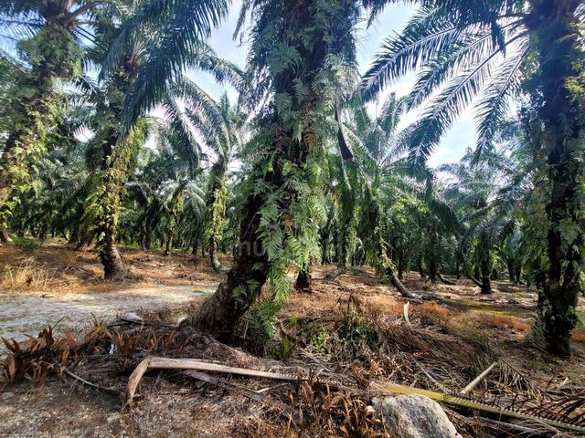 FOR SALE:  TANAH SAWIH 4 EKAR SUNGAI KELAMBU Kuala Langat 2
