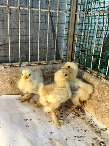 Anak Ayam Pekin For Sale - photo 4 of 4
