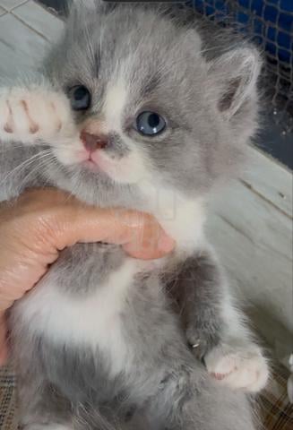 Bsh Kitten - photo 3 of 6