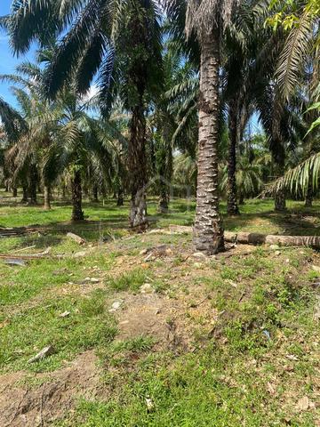 Tanah area marang 1