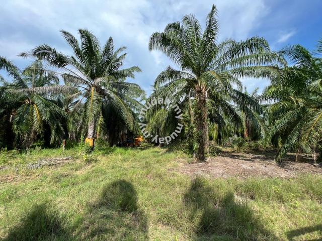 Kuala Selangor Assam Jawa Oil Palm Land For Sale Land For Sale In Kuala Selangor Selangor