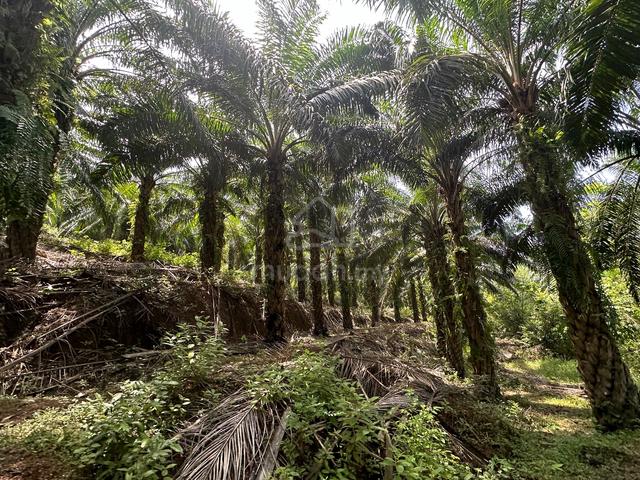 Freehold Agricultural Land Oil Palm Trees at Alor Gajah BELOW VALUE 1