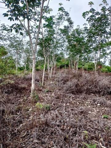 Tanah Kebun Getah 2.06 Hektar – Siap Jalan Masuk, Usia Pokok 4 Tahun 1