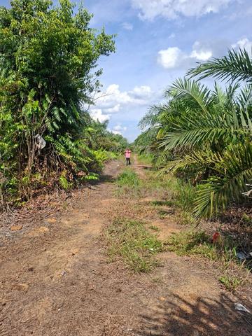 3 Ekar Tanah Kelapa Sawit Batu 3 Jalan Yong Peng Batu Pahat Johor 1
