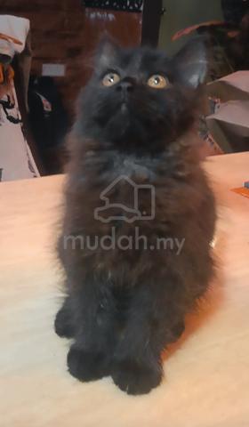 Black kitten 🐈‍⬛ - photo 2 of 6