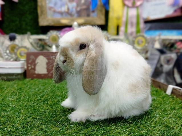 Arnab Holland Lop Rabbit, bkn - photo 2 of 5