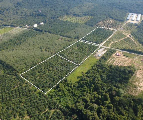 11.95Acre Gemencheh 1