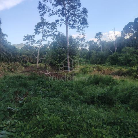 Dusun Buah Buahan 1.9 ekar 1