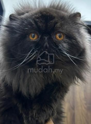 black Persian rehome - photo 2 of 2