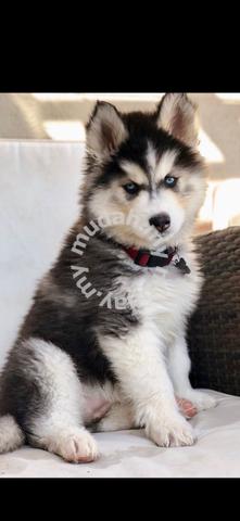 Wooly hot sale husky breeder