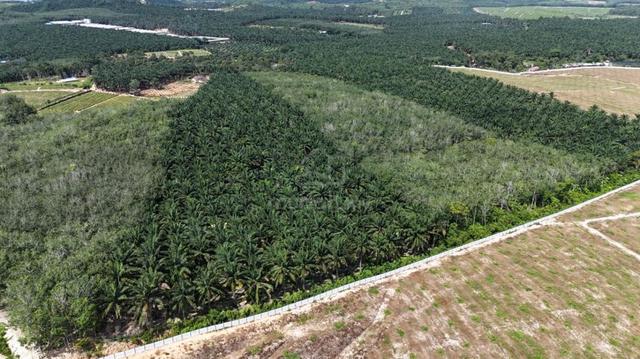 Rembia Freehold Rubber Plantation Agricultural Land, Below Value 1