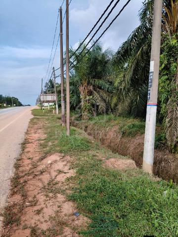 kebun sawit 1