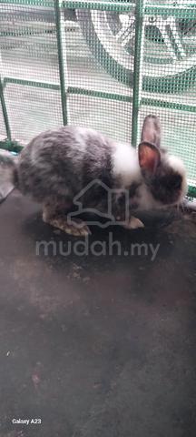 Rabbit Hybrid For Sale  - photo 3 of 4
