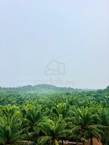 TANAH SAWIT 6.9 Ekar 1
