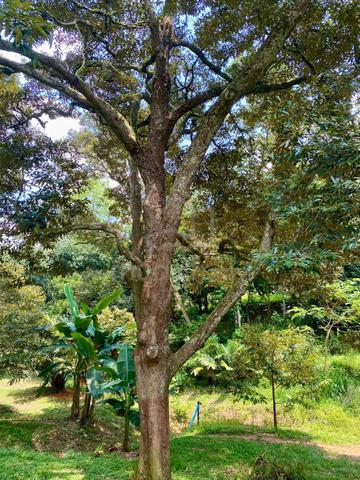 Tanah Dusun Durian Sungai Merab for Sale 1