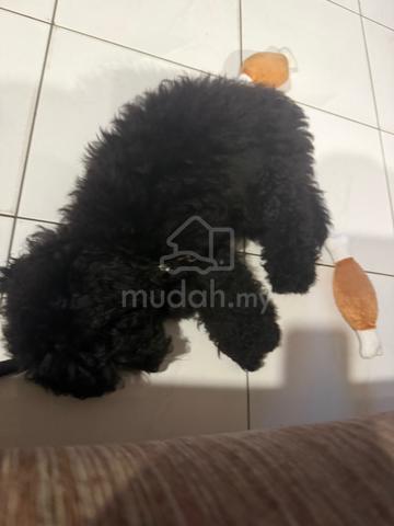 toy poodle short leg - photo 6 of 6