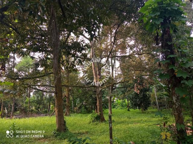 mudah kebun nk jual sik kedah