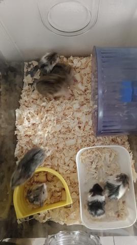 Hamster jual murah2 ja.. - photo 2 of 4