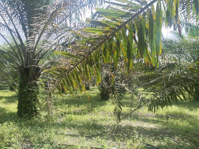 10.43 acres Palm oil land at Siputeh, Batu Gajah Perak 1
