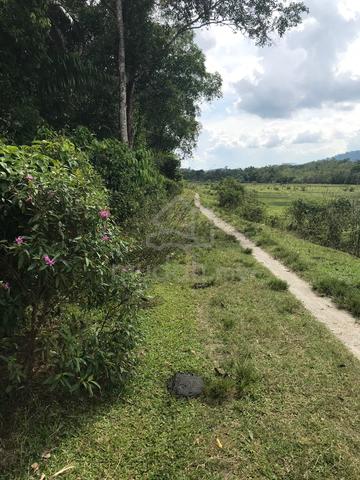 Tanah Untuk Dijual – Kampung Bechah Laut, Tanah Merah, Kelantan 1