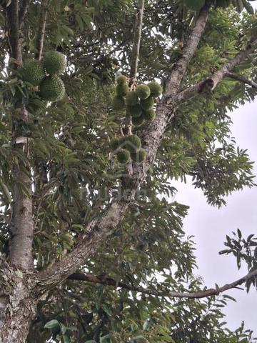 1.25 Acre Pertanian LH Non Bumi+1sty Banglo Nusa Dusun Orchard Resort 1