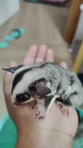 glider - photo 5 of 5