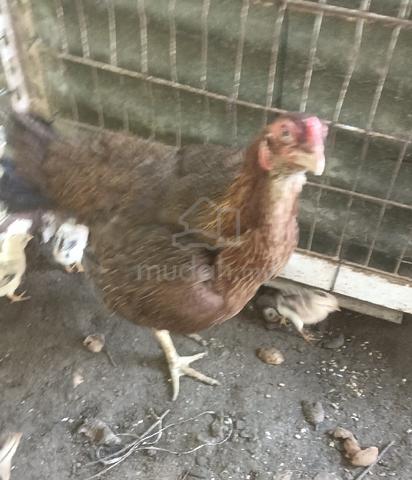 anak ayam sabung - photo 3 of 4